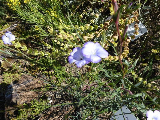 Linum narbonense / Französischer Lein (27.07.2020; Syringa Kräutergarten, Hilzingen)