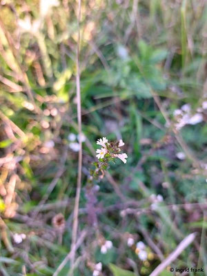 Euphrasia stricta / Steifer Augentrost    (VII-)VIII-X