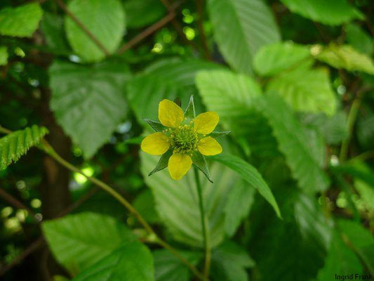 Geum urbanum / Echte Nelkenwurz, Benediktenkraut    V-X