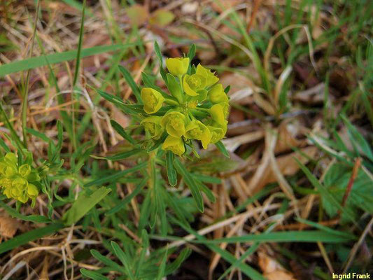 Euphorbia cyparissias / Zypressen-Wolfsmilch    IV-V