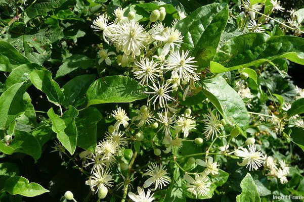 Clematis vitalba - Gewöhnliche Weinrebe