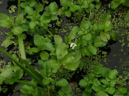 Nasturtium officinale / Gewöhnliche Brunnenkresse    V-X