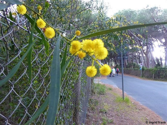 Acacia saligna / Weidenartige Akazie    (29.04.2019; Italien, An der Etruskischen Riviera bei Rosignano)