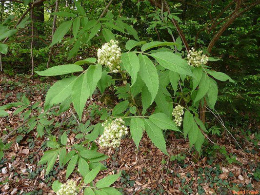 Sambucus racemosa / Berg-Holunder, Roter Holunder    IV-V
