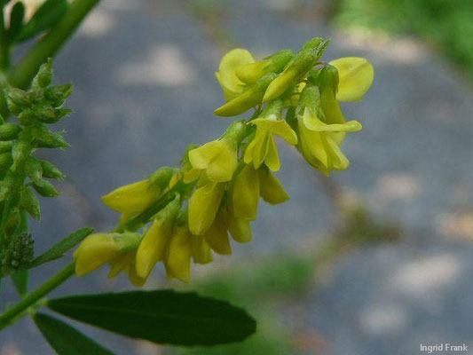 Melilotus altissimus / Hoher Steinklee    VII-IX