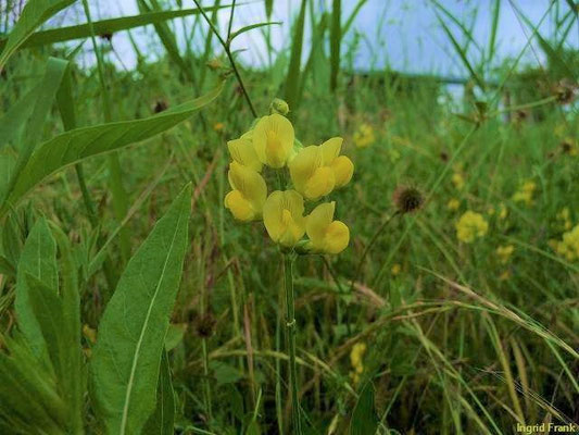 Lathyrus pratensis / Wiesen-Platterbse