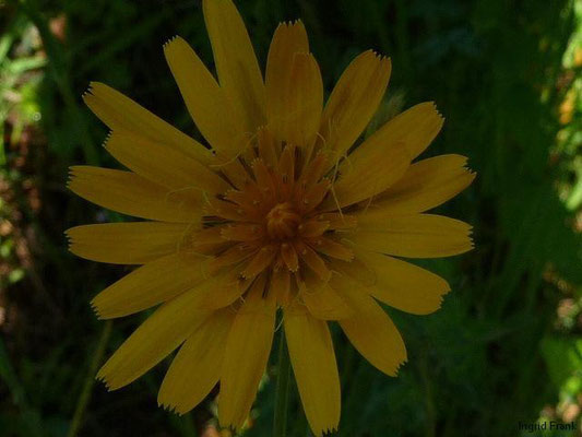 Tragopogon orientalis - Wiesen-Bocksbart
