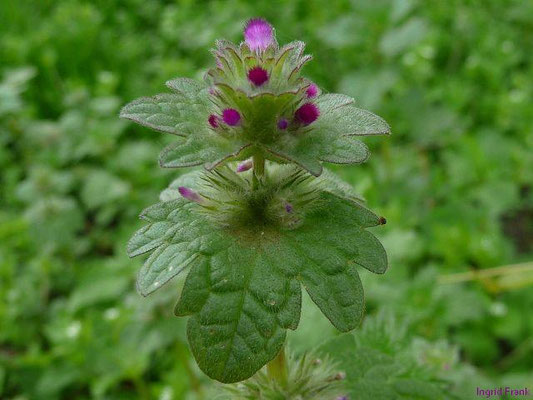 Lamium amplexicaule - Stängelumfassende Taubnessel    (IV-VIII)