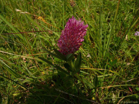 Trifolium rubens / Purpur-Klee