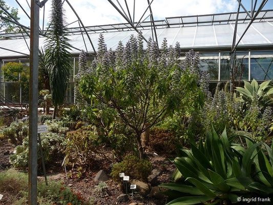 Echium strictum / Steifer Natternkopf (08.05.2015; Botanischer Garten Dresden)