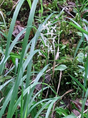 Platanthera bifolia / Weiße Waldhyazinthe  (27.06.2024; Steiermark, Ramsau)