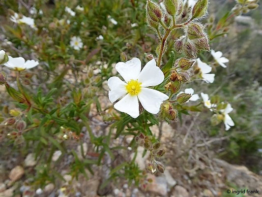 Cistus monspelliensis / Montpellier-Zistrose