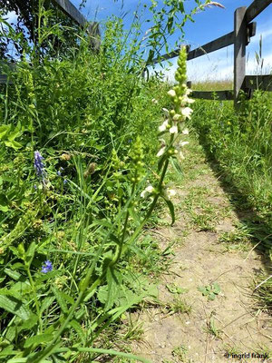 Stachys recta / Aufrechter Ziest   (27.06.2021; Warmtal)