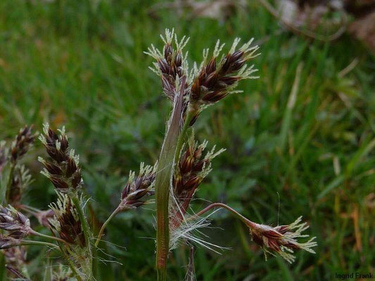 Luzula campestris / Gewöhnliche Hainsimse   III-IV