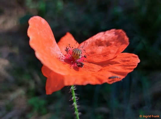 Papaver rhoeas / Klatsch-Mohn