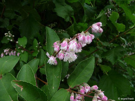 Deutzia scabra / Raue Deutzie