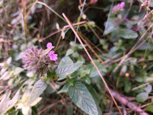 Clinopodium vulgare / Gewöhnlicher Wirbeldost   (08.08.2023; auf dem Beutenlay bei Münsingen)