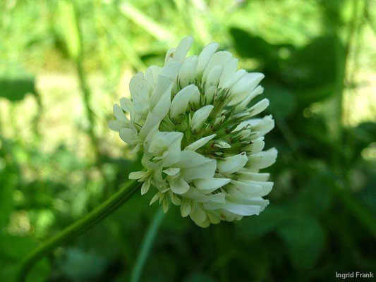 Trifolium repens / Weiß-Klee