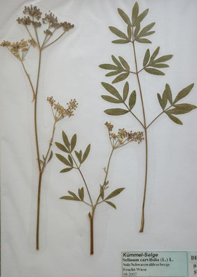 Selinum carvifolia / Kümmel-Silge    VII-VIII    (Herbarium Dr. Wolf von Thun)
