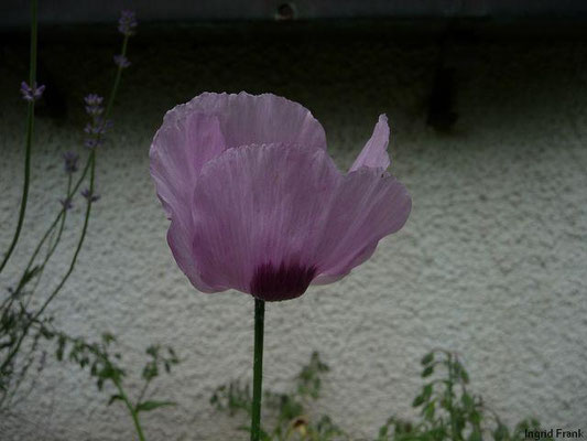 Papaver somniferum - Schlaf-Mohn   VI-VIII