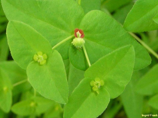 Euphorbia dulcis / Süße Wolfsmilch