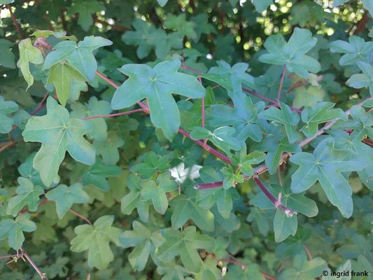 Acer campestre / Feld-Ahorn