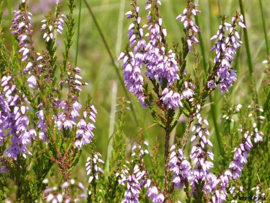 Calluna vulgaris - Heidekraut