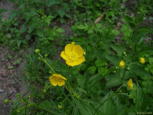 Ranunculus acris / Scharfer Hahnenfuß