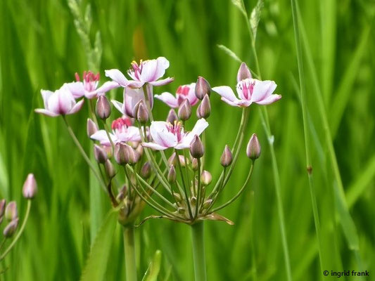 Butomus umbellatus / Schwanenblume, Blumenbinse; Neophyt in Nordamerika