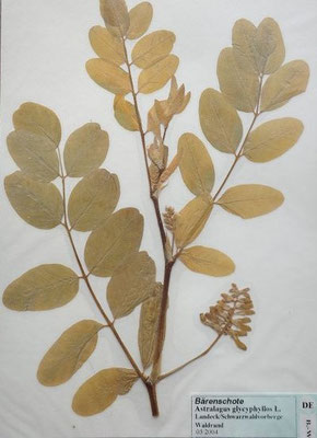 Astragalus glycyphyllos / Bärenschöte, Süßblatt-Tragant  (05/2004; Landeck, Schwarzwaldvorberge)  (Herbarium Dr. Wolf von Thun)