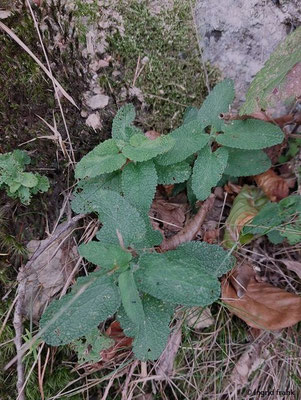 Teucrium scorodonia / Salbei-Gamander  (17.09.2025; am Ufer der Ahr zwischen Dernau und Ahrweiler)