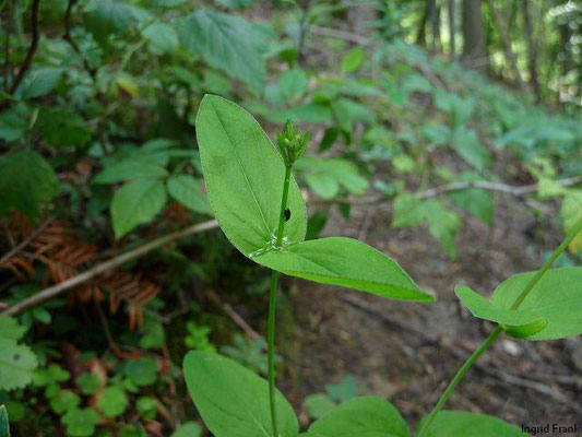 Hypericum montanum / Berg-Johanniskraut