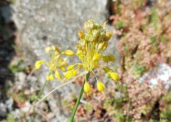 Allium flavum / Gelber Lauch  (02.07.2023; Botanischer Garten Universität Heidelberg)