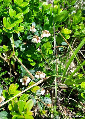 Vaccinium vitis-idaea / Preiselbeere  (28.06.2024; Steiermark, Schladming, Panoramaweg Planai)