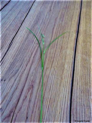 Carex remota / Winkel-Segge   17.05.2020; Auwald bei Walldorf)