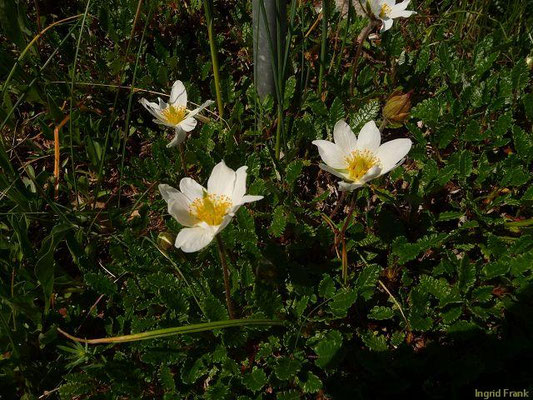 Dryas spec. (3 Arten) (24.05.2012; Botanischer Garten Leipzig)