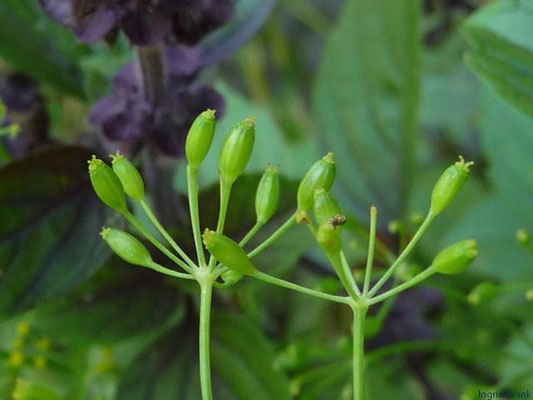 01.08.2011-Anethum graveolens - Dill