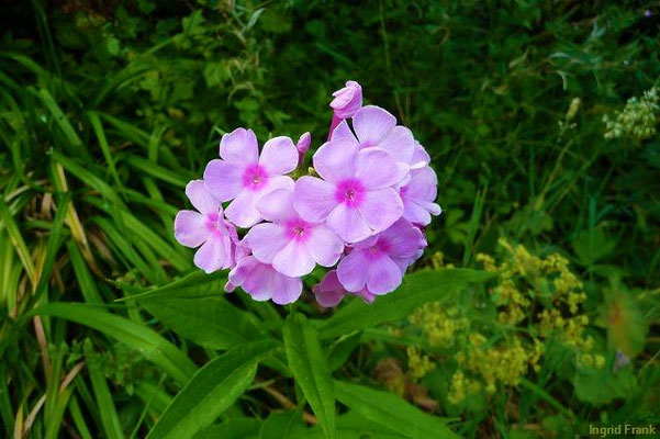 Phlox paniculata / Stauden-Phlox, Rispige Flammenblume