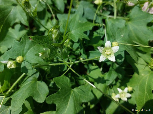 Bryonia dioica / Rotbeerige Zaunrübe   (17.08.2023; Ruine Schauenburg bei Dossenheim)