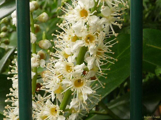 Prunus laurocerasus - Kirschlorbeer    IV-V