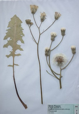 Crepis foetida / Stink-Pippau    VI-VIII    (Herbarium Dr. Wolf von Thun)