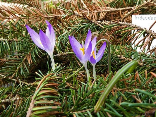 Crocus minimus / Kleinster Krokus (12.03.2018; Botanischer Garten München-Nymphenburg)