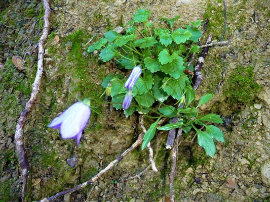 Campanula cochleariifolia - Zwerg-Glockenblume, Niedliche Glockenblume    VI-IX