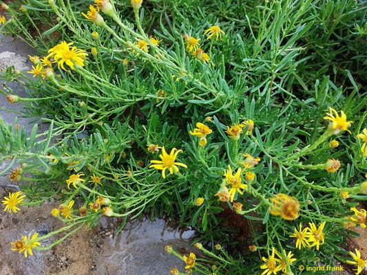 Limbarda crithmoides / Salz-Alant