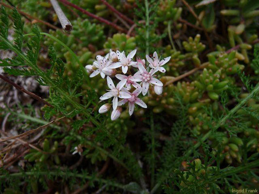 Sedum album / Weisser Mauerpfeffer