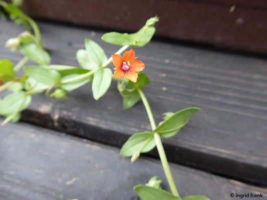 13.08.2018-Anagallis arvensis - Acker-Gauchheil