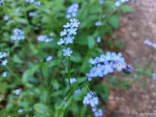 Myosotis sylvatica / Wal-Vergißmeinnicht