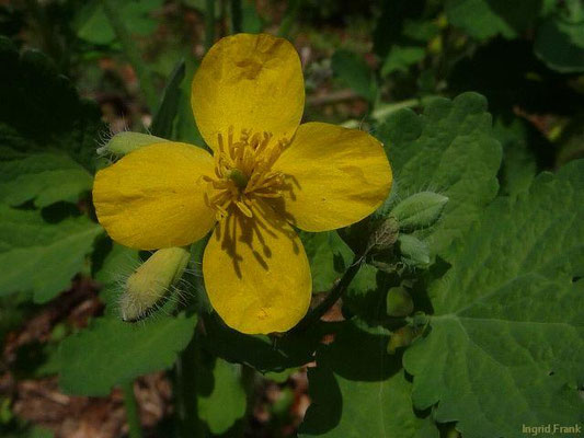 Chelidonium majus / Schöllkraut    IV-X