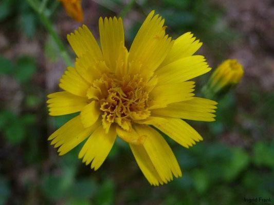 Hieracium murorum - Wald-Habichtskraut