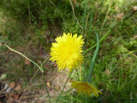 Scorzoneroides autumnalis - Herbst-Schuppenlöwenzahn